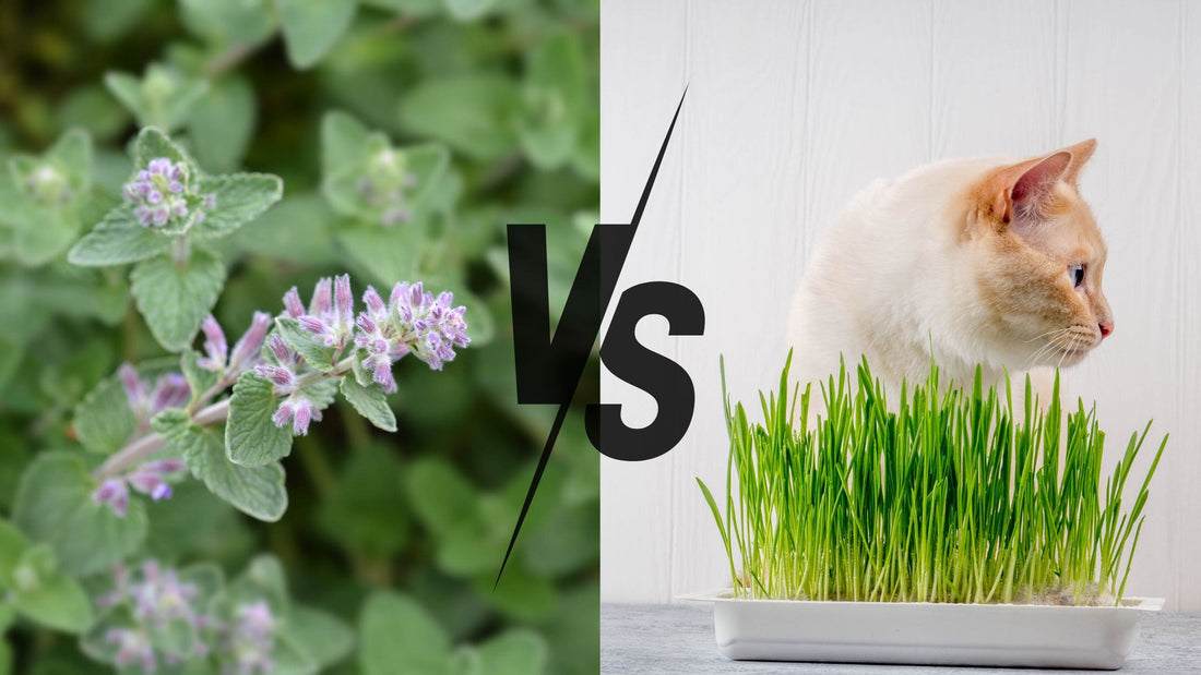 Erba Gatta vs Erba per Gatti: Differenze tra Nepeta Cataria e Erba per Gatti