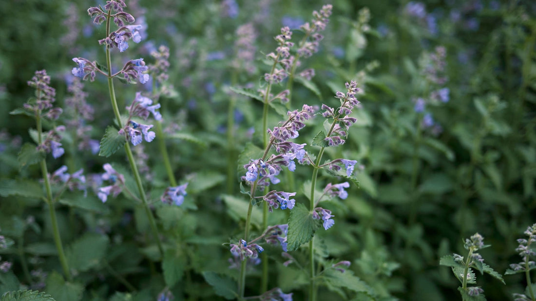 Erba Gatta (Catnip): Guida all'Uso e all'Efficacia