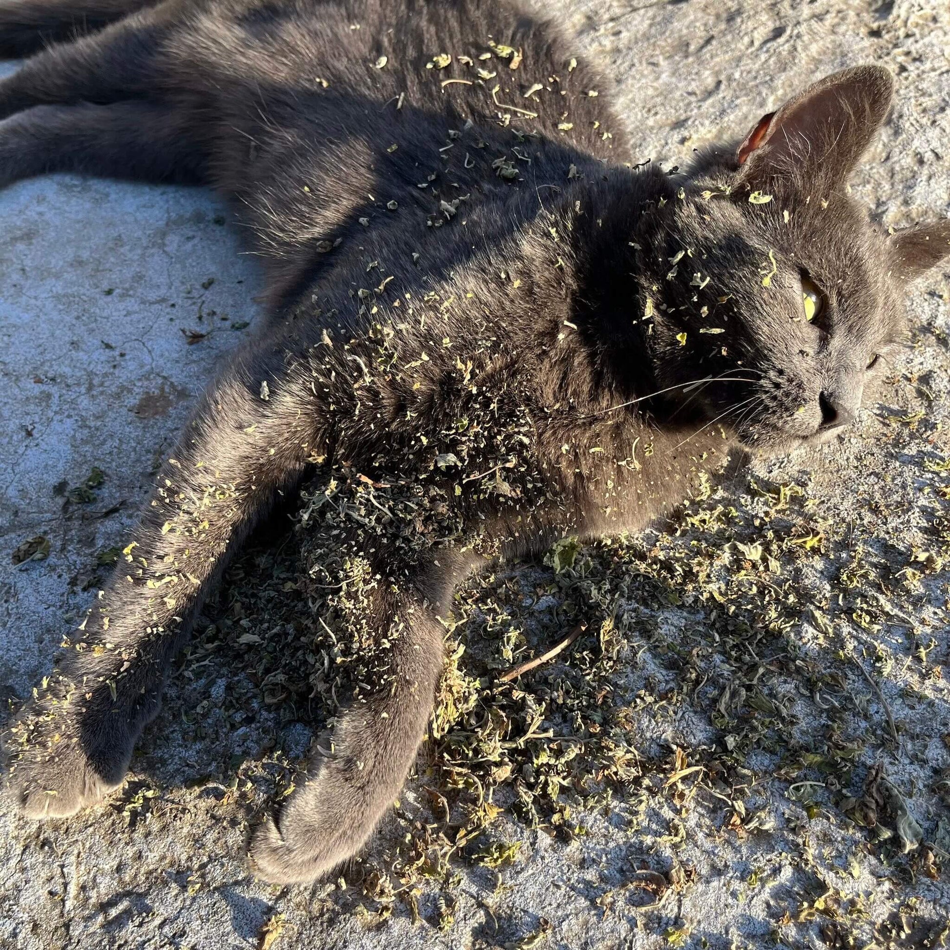 catnip e gatto rilassato